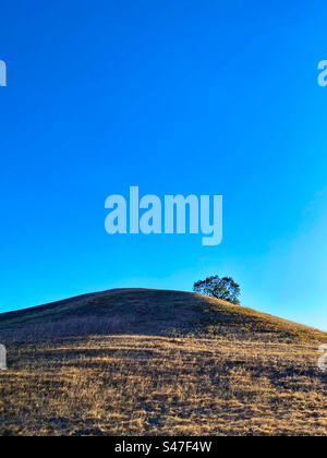Collina erbosa con alberi e cielo blu Foto Stock