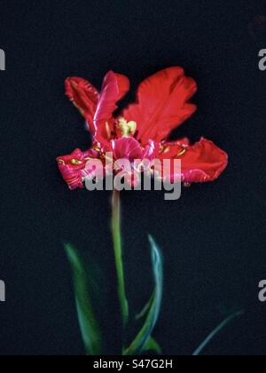 Primo piano del tulipano rosso su sfondo nero. Foto Stock