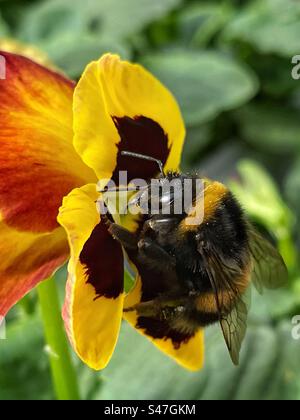 Buff-tailed bumblebee (Bombus terrestris) Foto Stock