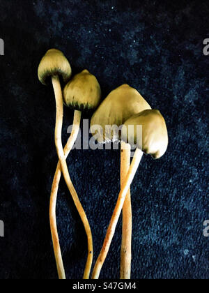 Psilocybe semilanceata, funghi magici, Liberty Cap. Foto Stock