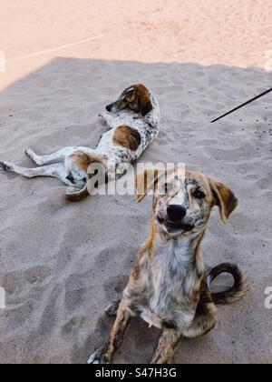 Cani sulla spiaggia Foto Stock