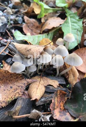 Funghi a calotta di fata che crescono in pila di foglie. Foto Stock