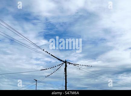 Uno stormo di starlings si trova sui fili di un palo del telegrafo contro un cielo nuvoloso blu a Norfolk, Regno Unito. Foto Stock