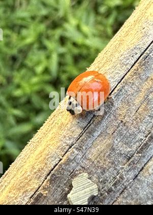Cycloneda munda, noto generalmente come il coleottero da signora lucido o coleottero da ladybird immacolato, è una specie di coleottero della famiglia Coccinellidae Foto Stock