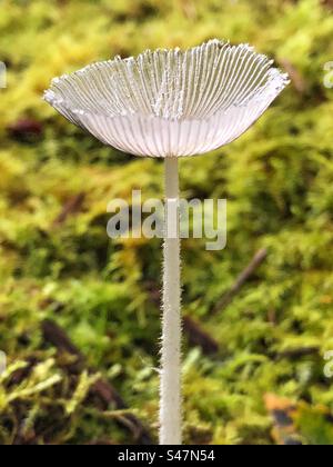 Fungo pieghettato (Parasola plicatilis) che cresce nelle faggete di Winchester Hampshire Regno Unito Foto Stock