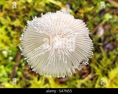 Berretto a fungo pieghettato (Parasola plicatilis) in faggi Hampshire Regno Unito Foto Stock