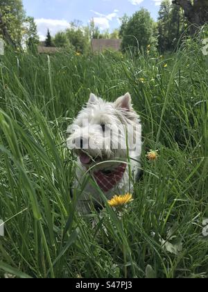 Un cane in erba Foto Stock