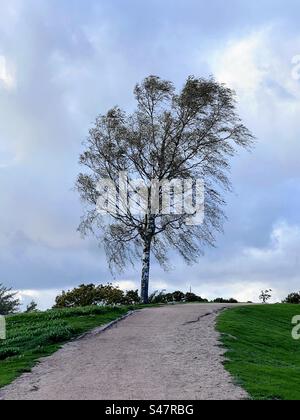 Una sola betulla contro il cielo nuvoloso con il vento forte che muove i suoi rami sulla cima della verde collina con il sentiero di sabbia che la attraversa Foto Stock