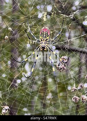 Joro Spider sul web Foto Stock