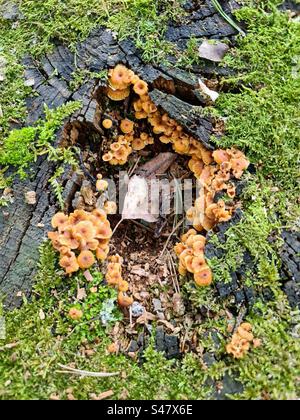 Gruppo di Xeromphalina campanella tromba dorata campana omphalina piedi fuzzy a forma di campana piccoli funghi secchi dell'ombelico che crescono sul ceppo dell'albero tra muschio Foto Stock