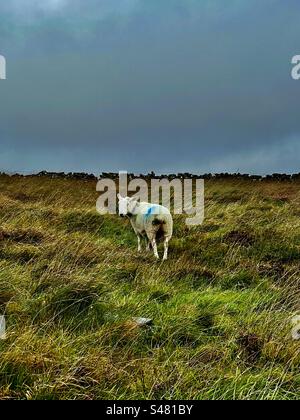 Le pecore mangiano masticando le pareti di roccia, gli animali, lo specchio dell'ala, che guarda fuori dal finestrino del parco nazionale di Dartmoor, piante naturali, prati, campagna, Inghilterra Foto Stock