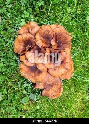 Grande gruppo di funghi funghi funghi funghi cortinari orellani e cortinari che crescono in mezzo al prato erboso Foto Stock