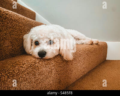 Un carino cane cavapoo bianco sdraiato su una scala al centro di una scala tappezzata. Foto Stock