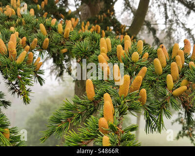 Coni di abete rosso norvegese picea abies Foto Stock