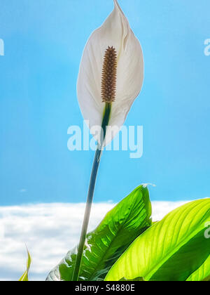 Primo piano del giglio di pace in fiore/pianta in vaso Spathiphyllum al chiuso, contro la finestra con vista del cielo azzurro con la riva di nuvole bianche. Tranquillità. Foto Stock