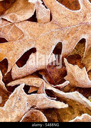 Foglie di quercia cadute leggermente ricoperte al gelo mattutino Foto Stock