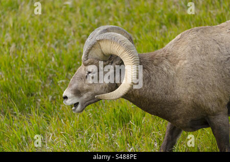 Pecore di Bighorn nel parco nazionale dei calanchi Foto Stock