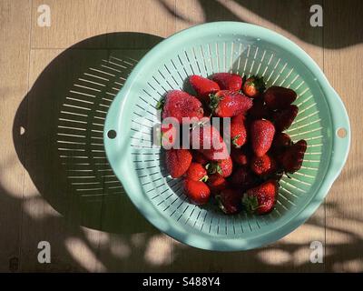 Direttamente sopra la vista di fragole mature e succose appena lavate in colandro verde su un tavolo di legno alla luce del sole con ombre forti. Mangiare sano. Foto Stock