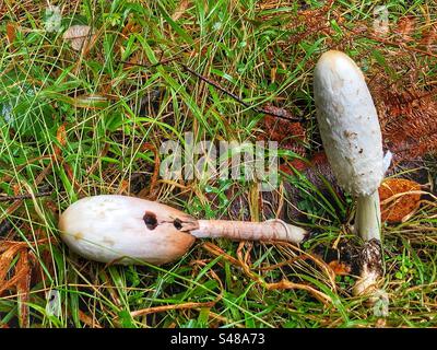 Shaggy inkcap funghi (coprinus comatus) che crescono nel New Forest National Park Hampshire, Regno Unito Foto Stock