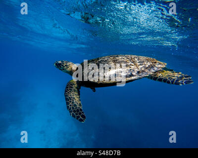 Tartarughe verdi del Pacifico che nuotano nelle calde acque della grande Barriera Corallina nell'isola di Lady Eliot in Australia Foto Stock