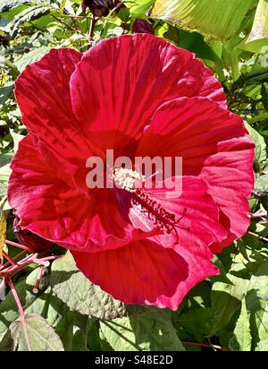 Fiore di ibisco rosso sul Flowering Bridge a Lake Lure, North Carolina Foto Stock