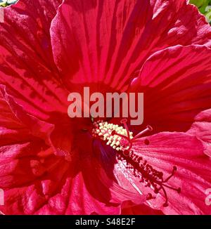 Hibiscus rosso sul ponte fiorente a Lake Lure, North Carolina Foto Stock