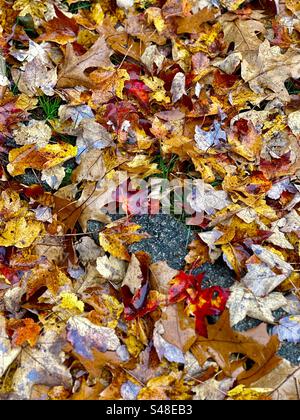 Foglie autunnali cadute per strada Foto Stock