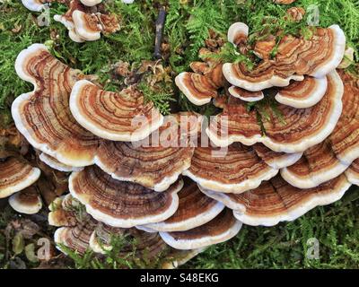 Fungo della coda di tacchino (Trametes versicolor) che cresce in Crab Woods a Winchester, Hampshire, Regno Unito Foto Stock