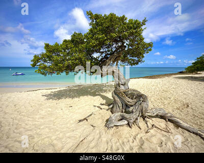 Fofoti. Eagle Beach. Aruba, Antille olandesi Foto Stock