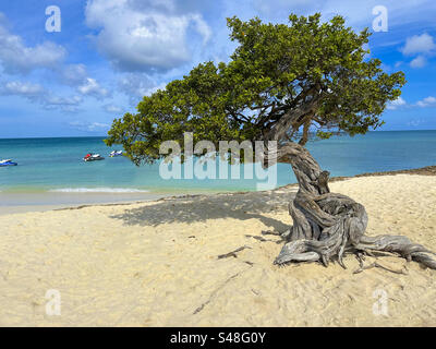 Fofoti Tree, Eagle Beach, Aruba, Antille olandesi. Caraibi Foto Stock