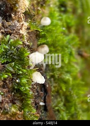 Su un tronco d'albero: Mini funghi bianchi circondati da muschio verde. (Foto macro). Foto Stock