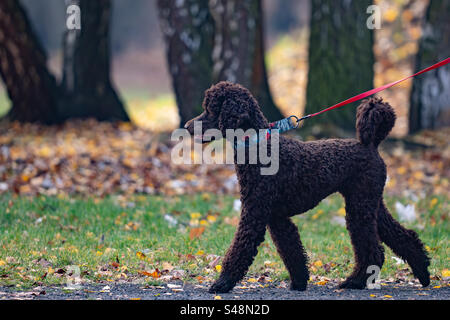 Barboncino nero nel parco Foto Stock