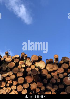 Alberi appena abbattuti raccolti come tronchi tagliati Foto Stock