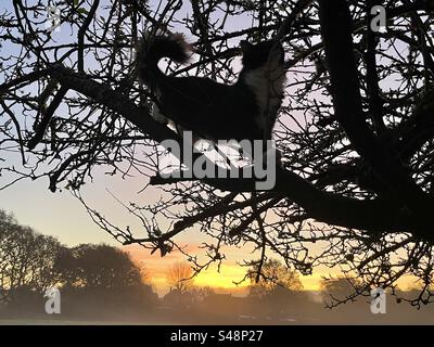 Un gatto a pelo lungo bianco e nero sale su un albero all'alba in inverno nel sud-est dell'Inghilterra Foto Stock