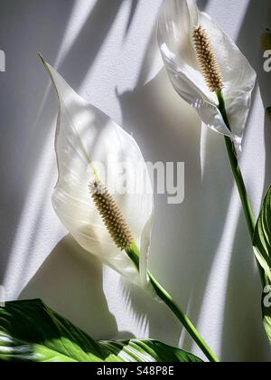 Primo piano di due fiori di giglio della pace/Spathiphyllum su pareti bianche ombreggiate all'interno. Foto Stock