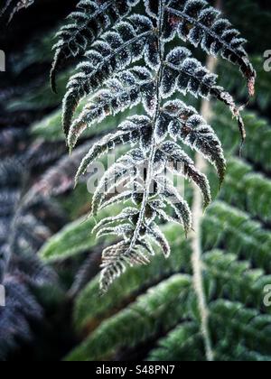 Frosty Fern frond Foto Stock