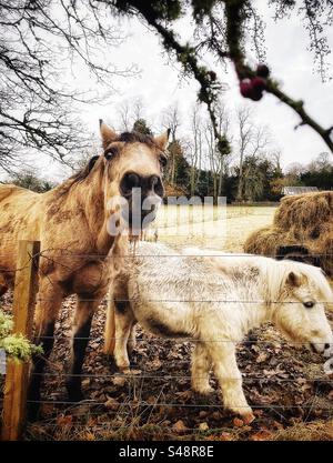 Due cavalli mangiano fieno in un campo in autunno. Foto Stock