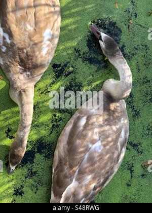 I cignetti muti dei cigni che si nutrono dell'eutrofizzazione delle alghe nel laghetto del parco di Inverleith, Edimburgo Foto Stock