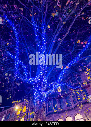 Albero natalizio ricoperto di luci blu: Phillip Roberts Foto Stock