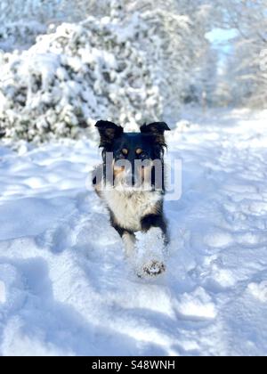 Cane seduto sulla neve Foto Stock