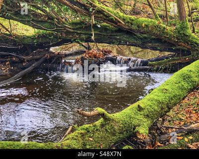 Dockens Water ruscello in autunno che scorre attraverso alberi caduti Foto Stock