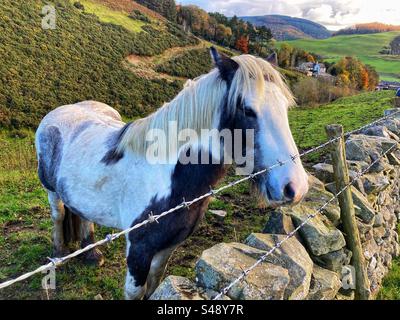 Cavallo o pony che guardano su un muro di pietra in campagna, Scottish Borders, Scozia Foto Stock