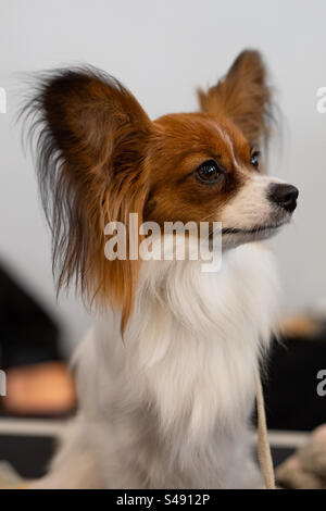 Cane di Papillon Foto Stock