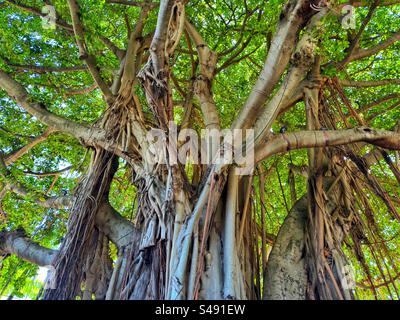 Vista ravvicinata di un albero di Banyan maturo con un folto fogliame Foto Stock