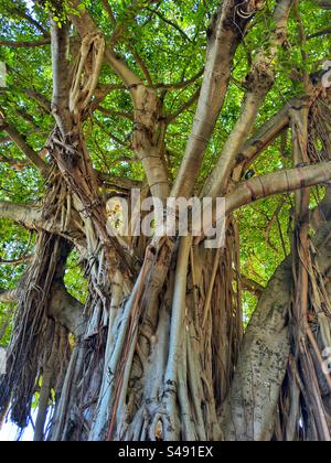 Vista ravvicinata di un albero di fichi Banyan maturo Foto Stock