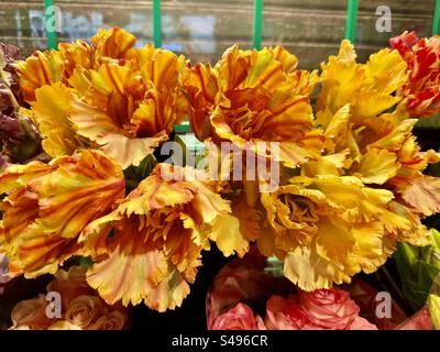 Tulipani pappagallo arancio Holland Foto Stock