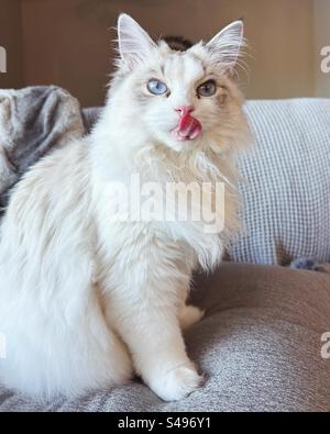 Seal Point Lynx Bicolor Ragdoll Kitten Foto Stock