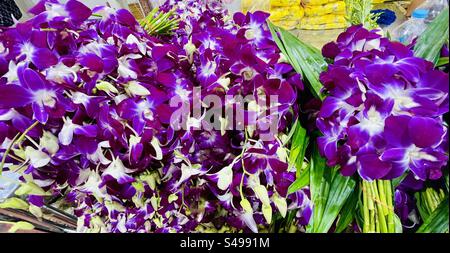 Orchidee esposte al colorato mercato dei fiori di Pak Khlong Talat a Bangkok. Foto Stock