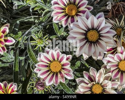 Primo piano a tutto schermo di Treasure Flower bicolore a righe/pianta Gazania rigens alla luce del sole. Sfondi. Botanica. Foto Stock