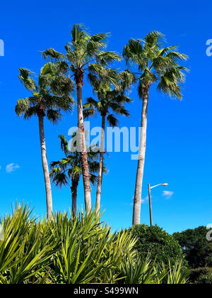 Palme da cavolo e palme da vista contro un cielo blu a Jacksonville Beach, Florida, USA. Foto Stock